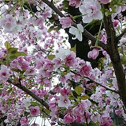 桜/壁/天井のインテリア実例 - 2017-04-17 07:23:22