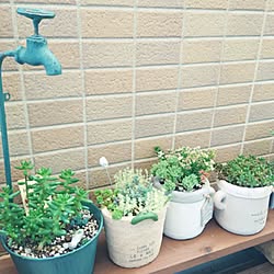 玄関/入り口/植物/日替わり投稿企画!木曜日/マンション/多肉植物...などのインテリア実例 - 2017-06-08 13:45:08