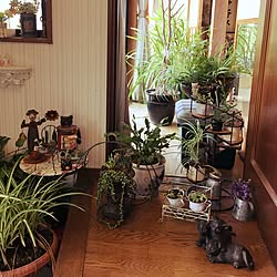 玄関/入り口/日替わり投稿企画!日曜日/定点観測/植物/観葉植物...などのインテリア実例 - 2017-06-19 09:50:58