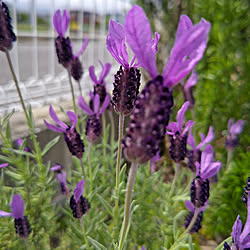 棚/令和４年４月２９日/気持ちの安らぐ部屋つくり/手づくり花壇/庭を、森のようにしたい...などのインテリア実例 - 2022-04-29 14:10:41