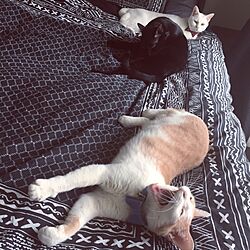 ベッド周り/H&M HOME/猫と暮らすマンション/猫の居る生活のインテリア実例 - 2016-09-25 11:44:45