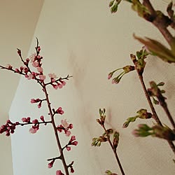 リビング/グリーン/桜のインテリア実例 - 2016-03-28 08:12:21