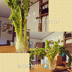 キッチン/観葉植物/ありがとうございます/いつもいいね！ありがとうございます♪/ディアウォール棚...などのインテリア実例 - 2020-05-28 22:23:11