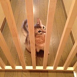 玄関/入り口/DIY/初投稿/猫と暮らすマンションのインテリア実例 - 2017-04-09 21:30:18