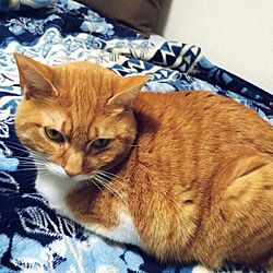 ベッド周り/青/猫のインテリア実例 - 2015-03-19 14:32:37