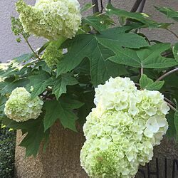 玄関/入り口/カシワバアジサイ/植物/庭の花のインテリア実例 - 2016-05-22 08:02:50