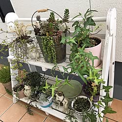 棚/多肉植物/ベランダガーデニング/観葉植物　/多肉寄せ植え...などのインテリア実例 - 2017-05-21 17:26:27