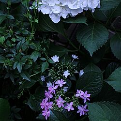 玄関/入り口/紫陽花のインテリア実例 - 2014-06-06 11:30:10