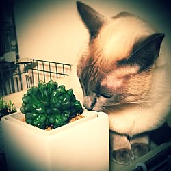 リビング/観葉植物/多肉植物/ねこ/キャットケージ...などのインテリア実例 - 2015-01-22 23:22:13