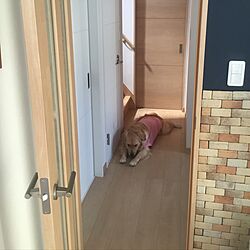 玄関/入り口/愛犬と暮らす家のインテリア実例 - 2016-06-26 14:43:07