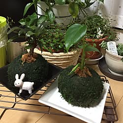 観葉植物/ゴルディリア/モンテ/花のある暮らし/盆栽はさすがの私もアウト！...などのインテリア実例 - 2017-03-27 22:09:25