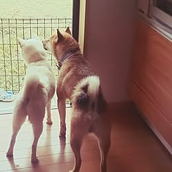 キッチン/建て売りだけど…可愛くしたい(^^;/柴犬/建て売り/いぬと暮らす...などのインテリア実例 - 2017-03-16 19:20:22