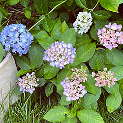 庭/紫陽花/花のある暮らし/ガーデニングが好き/寄せ植え...などのインテリア実例 - 2023-06-04 18:38:31