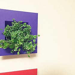 壁/天井/プミラ/観葉植物/室内グリーン/壁にかけられる観葉植物のインテリア実例 - 2015-04-11 22:55:01