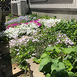 観葉植物/花/庭/ナチュラル/フェイクグリーン...などのインテリア実例 - 2019-05-30 09:37:09