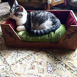 ベッド周り/NO CAT,NO LIFE❤️/猫/猫ベッドDIY/ワイン木箱DIY...などのインテリア実例 - 2016-07-27 11:00:11
