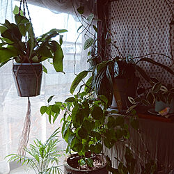 ベッド周り/癒しの空間/植物のある暮らし/観葉植物のある暮らし/寝室...などのインテリア実例 - 2021-03-12 08:54:28