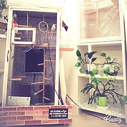 棚/文鳥/カラーボックスリメイク/鳥小屋DIY /セリアのインテリア実例 - 2017-02-13 17:20:44