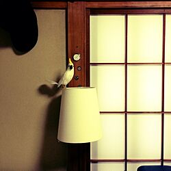 壁/天井/鳥/雑貨/IKEA/照明のインテリア実例 - 2013-04-14 23:55:52