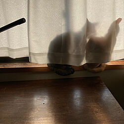 窓辺/古い机/ねこのいる日常/猫と暮らす/レトロ...などのインテリア実例 - 2022-04-01 07:44:34