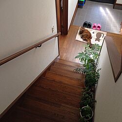 玄関/入り口/観葉植物　/猫のインテリア実例 - 2013-11-01 10:19:44