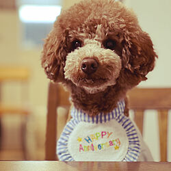 リビング/犬/お誕生日/ケーキ/トイプードルのインテリア実例 - 2024-04-01 18:47:15