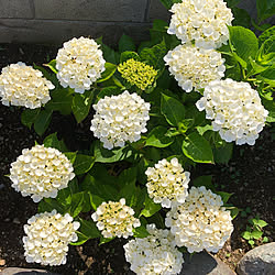 白い紫陽花/季節を感じる暮らし/季節を楽しむ暮らし/紫陽花/花のある暮らし...などのインテリア実例 - 2021-06-10 11:57:58