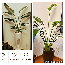 部屋全体/カメラマーク消し/観葉植物/みどりのある暮らし/オーガスタストレリチア...などのインテリア実例 - 2021-08-17 12:52:37