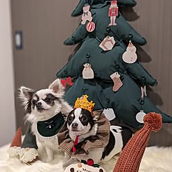 玄関/入り口/クリスマス/チワワ飼ってます/ワンコと暮らす家/チワワ多頭飼い...などのインテリア実例 - 2023-12-27 07:04:48