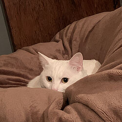 猫は早起き/白猫うずら/猫/ベッド周り/白猫のインテリア実例 - 2023-03-11 09:54:22