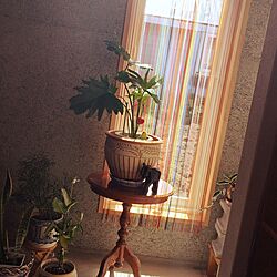 カーテン/観葉植物のインテリア実例 - 2016-09-17 23:38:03