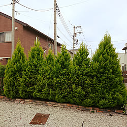 玄関/入り口/庭/植物のある生活/植物のある暮らし/観葉植物のある生活...などのインテリア実例 - 2019-07-15 11:08:25