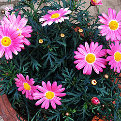 ピンクの花/好きなお花/豊かな時間/花一杯にしたいね/春が好き...などのインテリア実例 - 2023-02-21 08:43:19