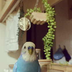 キッチン/とり雑貨/コザクラインコ/セキセイインコ/インコ...などのインテリア実例 - 2018-11-25 21:46:01