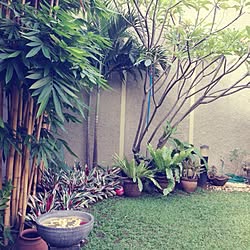 部屋全体/natural/Bamboo/Backyard/plants...などのインテリア実例 - 2013-07-10 15:08:19