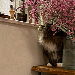 猫と暮らす家/ねこのいる日常/玄関/入り口のインテリア実例 - 2022-07-21 09:39:42