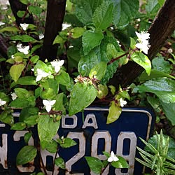 雑貨/花/庭/観葉植物/ジャンクのインテリア実例 - 2015-04-25 06:47:52