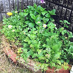 お花のある暮らし/手作り花壇のインテリア実例 - 2017-04-09 00:12:19