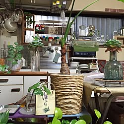 キッチン/観葉植物/多肉植物/DIY/セリア...などのインテリア実例 - 2016-03-06 06:33:08