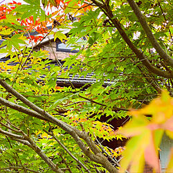 庭から見える木/紅葉/秋の気配/自然と暮らす/自然に囲まれて...などのインテリア実例 - 2019-10-26 21:33:43
