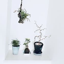 棚/植物のある暮らし/モノトーンインテリア/和風コーナー/いなざうるす屋さん...などのインテリア実例 - 2016-06-30 14:41:47