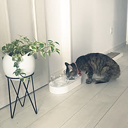 猫用食器/ネット通販/観葉植物のある暮らし/ホワイトインテリア/猫のいる暮らし...などのインテリア実例 - 2020-08-27 07:51:07