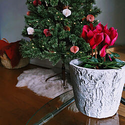 机/クリスマス/シクラメン/花のある暮らし/白樺風 鉢...などのインテリア実例 - 2021-11-15 09:54:58