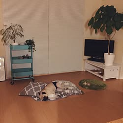 植物のある部屋/NO GREEN NO LIFE/グリーンのある暮らし/緑のある暮らし/観葉植物...などのインテリア実例 - 2015-09-28 18:28:16