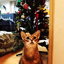 クリスマス/クリスマスツリー/猫/リビングのインテリア実例 - 2019-12-24 08:23:58