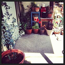 玄関/入り口/植物のインテリア実例 - 2013-04-04 13:24:07