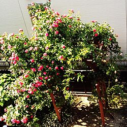 玄関/入り口/バーゴラ/薔薇/庭の植物たちのインテリア実例 - 2014-05-11 07:58:11