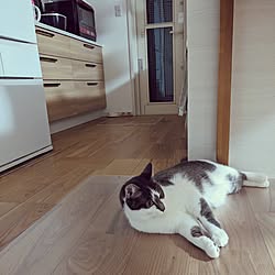 キッチン/ねこのいる風景/ねこのいる日常/ねこが好き/ねこのいる暮らし...などのインテリア実例 - 2023-06-02 22:03:38