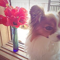 リビング/花/植物/愛犬♡/チューリップ...などのインテリア実例 - 2014-05-21 21:30:00