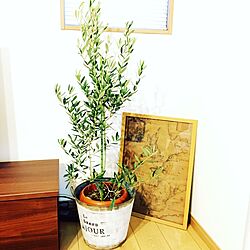 リビング/オリーブの木/植物/カフェ風のインテリア実例 - 2017-02-12 07:09:23